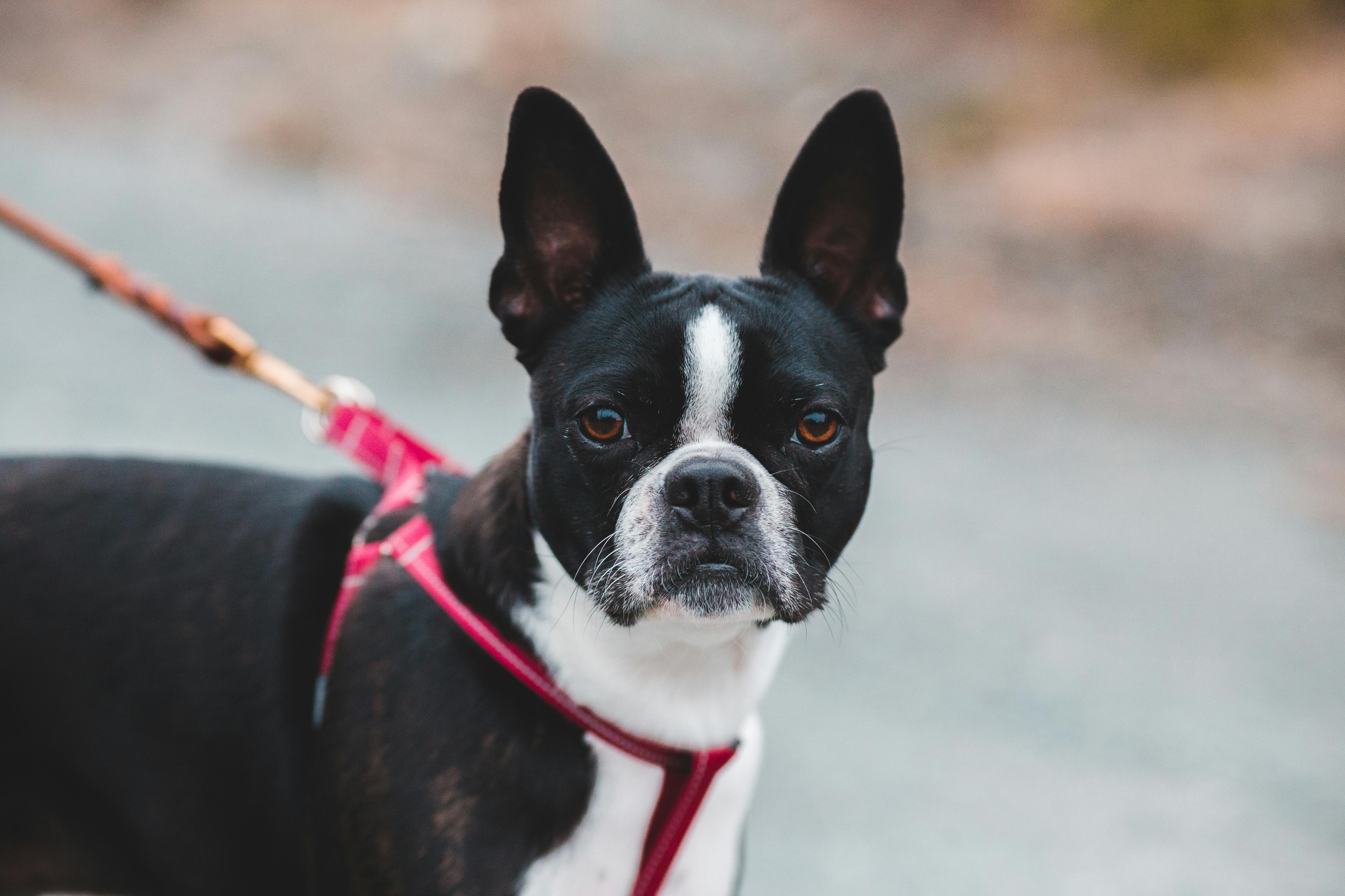 bull terrier puppy on a harness leash